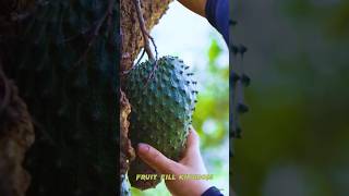 🥝 Tropical Delight Cutting Ripe Soursop Fruit Right Off the Tree graviola soursop fruit shorts [upl. by Joseito]