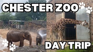 Chester Zoo Day Trip Vlog  The UKs Most Popular Zoo [upl. by Ballinger]