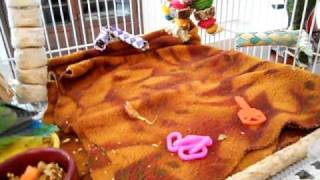 Baby Bird Weaning Cage Setup [upl. by Juditha230]