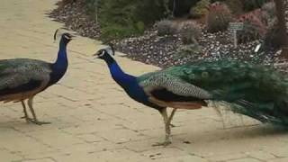 Peacock Territorial Fight [upl. by Alyssa]