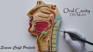 How to make Oral Cavity Model  Simple and Easy way to make Buccal Cavity model [upl. by Octavia]