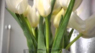 How to Work with Cut Tulips [upl. by Ydnagrub671]