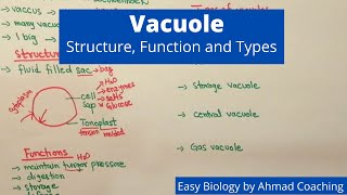 Vacuole Structure Function and Types  Easy Biology [upl. by Tollmann]