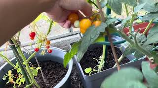 Harvesting Tomatoes 🍅 for the 2nd time 🇸🇪 harvesting tomato garden countryside [upl. by Paehpos954]