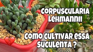 Suculenta Corpuscularia Lehmannii  Coração Partido  Dicas de Cultivo [upl. by Handbook]