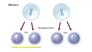 Non Disjunction in Meiosis  Non disjunction Meiosis [upl. by Keily]