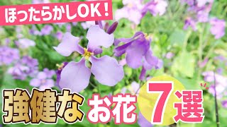 ほったらかしOK！育てやすすぎ！強健なお花７選 [upl. by Augustin672]