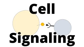 Cell Signaling Types Paracrine Endocrine Juxtacrine [upl. by Seel]