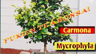 Styling Bonsai Carmona Mycrophyla  Fukien Tea  pruning fukientea carmona bonsai [upl. by Tahp868]