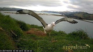 Watch Endangered young albatross takes to the skies for the first time [upl. by Ahrat398]