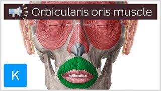 Orbicularis oris muscle  Anatomical Terms Pronunciation by Kenhub [upl. by Noryahs126]