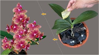 Treating damaged orchid leaves with just banana peels will definitely surprise you [upl. by Aicenod]