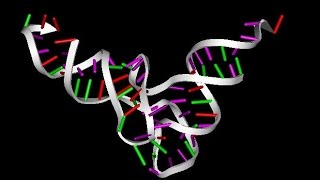 Tipos de ARN  Biología [upl. by Eevets]