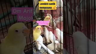 Lovebird cantik [upl. by Lig]