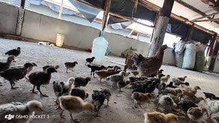 HOW TO BROOD 200 CHICKS BY A MOTHER HEN  Natural Brooding [upl. by Maris]