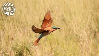 Carmine beeeaters return to their nesting burrows [upl. by Enovahs]