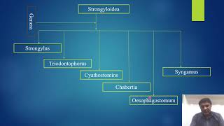 Presentation of brief classification of Nemathelminthes VIDEO [upl. by Albertson]