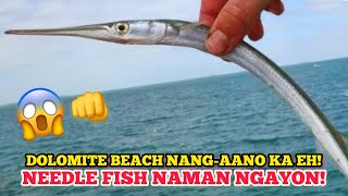 DOLOMITE BEACH NANGAANO KA EH NEEDLE FISH NAMAN NGAYON [upl. by Park475]