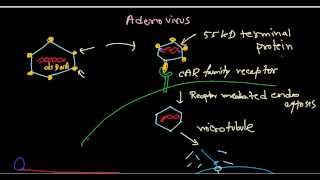 Adenovirus life cycle [upl. by Ahtekal]