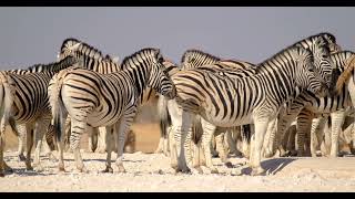 Zebras standing around [upl. by Anett]