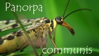 panorpa communis [upl. by Adahsar]