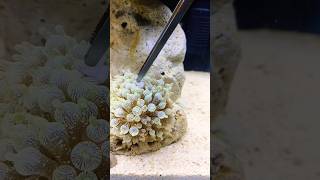 Feeding My Green Bubble Tip Anemone a Prawn  No CO2 Planted Tank [upl. by Hew74]