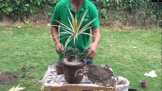 Diseño de maceta con las plantas Drácena marginata y clavo 🌱Maceta con piedritas blancas 🌲 [upl. by Dinerman]