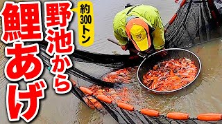 錦鯉の沼あげ！【当歳】nishikikoipond [upl. by Vashti]