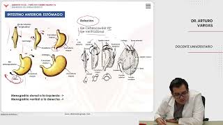 Embriología Desarrollo del sistema digestivo Intestino anterior estómago [upl. by Ahsyle]