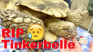 My Pet Tortoise Has Died [upl. by Gentille]