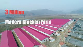 Fully Automatic 3 Million Modern Chicken FarmPoultry Farm Modernization [upl. by Adniral]