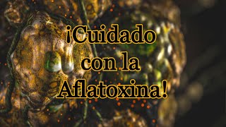 Cuidado con la Aflatoxina [upl. by Obaza626]