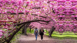 MOST BEAUTIFUL Cherry Blossom Trees in the World [upl. by Horn41]