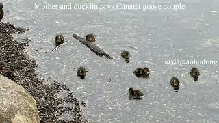 Mother and ducklings vs Canada goose couple [upl. by Ayra]