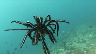 Swimming Crinoid  Diving in the Philippines 2019 [upl. by Anilram]