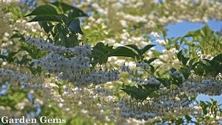 Japanese snowbell tree Styrax japonicus [upl. by Nnael]