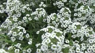 Lobelia White Stream Lobularia Alyssum [upl. by Nyllewell983]