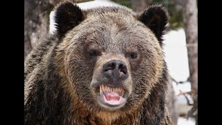 Bear Expert Rates 9 Bear Attacks In Movies And TV  How Real Is It  Insider [upl. by Nylidnam]