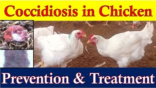 Coccidiosis in Chickens  Coccidiosis Symptoms Prevention amp Treatment  How to Identify Coccidiosis [upl. by Thibaud]