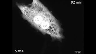 BteA Secreted from the Bordetella bronchiseptica Type III Secetion System Induces Necrosis through [upl. by Ronel]