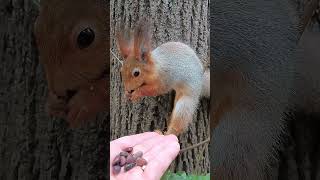 Одна белка прячет орехидругая ест с ладониOne squirrel is stocking up on nuts the other is hungry [upl. by Roanne]