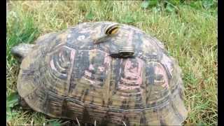 Lescargot et la tortue Comptineschansonspourenfants escargot tortue [upl. by Lebar]