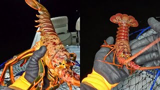 Huge Difference  Check out these Lobster [upl. by Sunderland651]