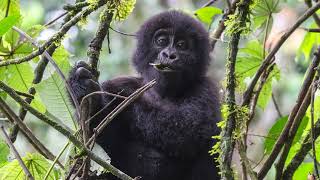 Gorilla Trekking Uganda [upl. by Bridge232]