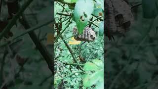 Collected Polistes nest along trail [upl. by Eggleston846]