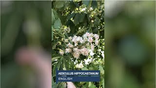 Aesculus hippocastanum English [upl. by Yelnikcm]