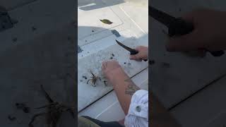 Cutting up a peeler crab for bait fish fishing crab crabbing peeler [upl. by Drawde]