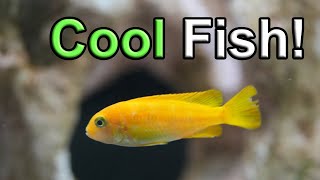 Meet My Vibrant Saulosi 55 Gallon Cichlid Showcase [upl. by Jania620]