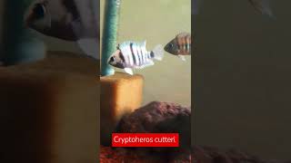 Cryptoheros cutteri cichlid cichlids aquarium fishtank acuarofilia aquariumhobby aquariumfish [upl. by Jayme785]