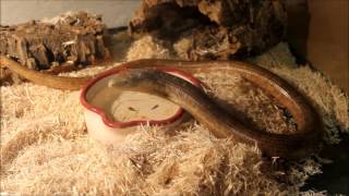 Meet Ogopogo the Russian Legless Lizard [upl. by Nicolau636]